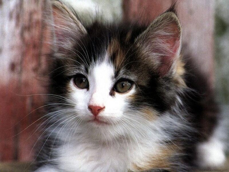 Calico Kitten — White, Curious