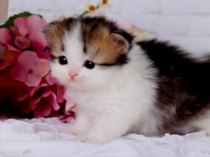 Calico Kitten — White, Cute