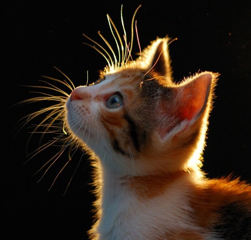 Calico Kitten — White, Dramatic