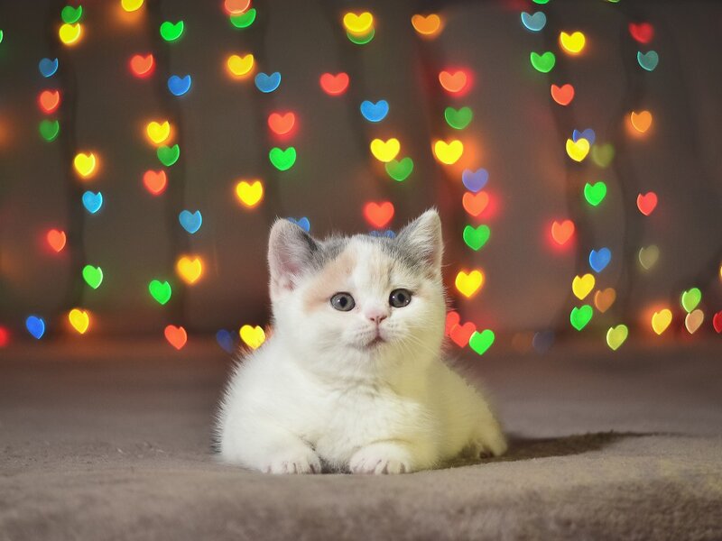Calico Kitten — White, Festive