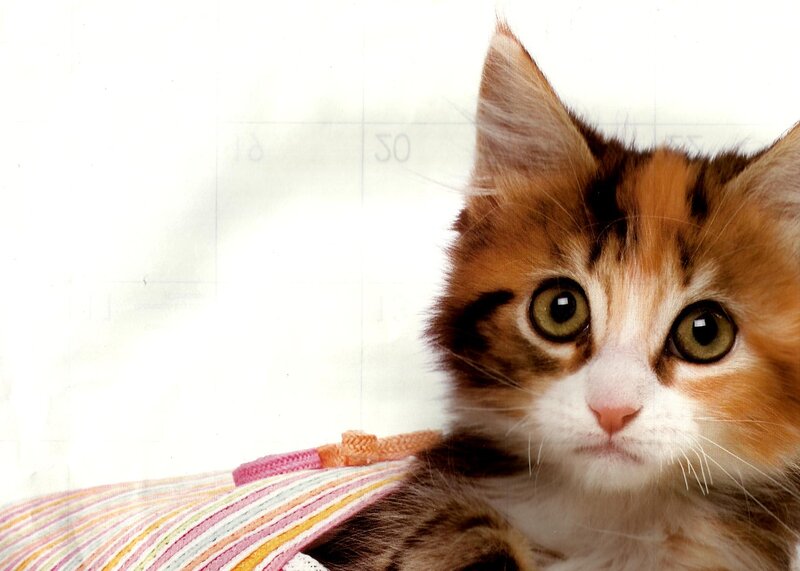 Calico Kitten — White, Innocent, Photograph, Calendar