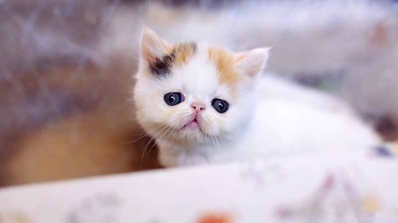 Calico Kitten — White, Innocent, Photograph, Cat, Eyes