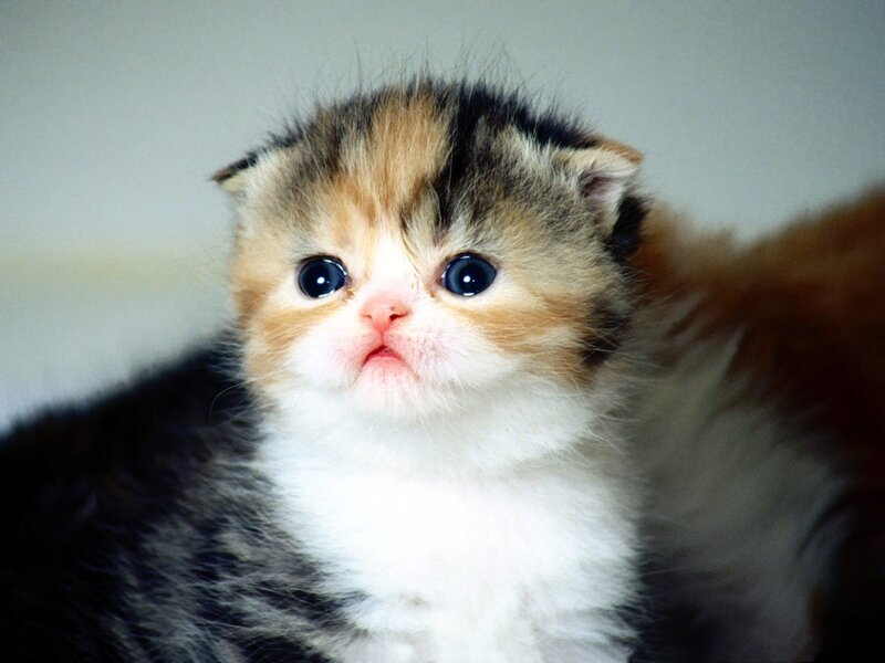 Calico Kitten — White, Innocent, Photograph, Eyes