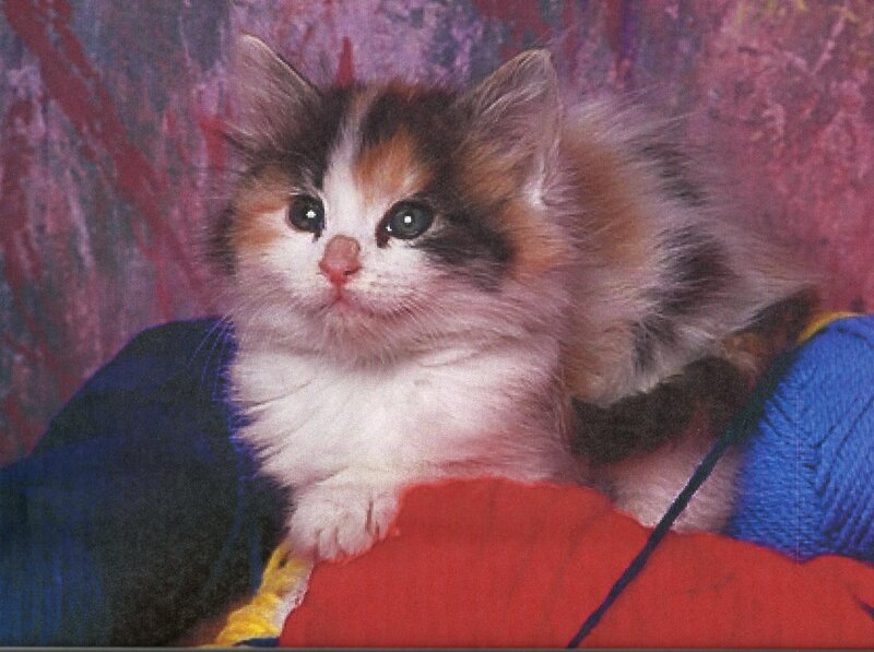 Calico Kitten — White, Innocent, Photograph, Knit Fabric