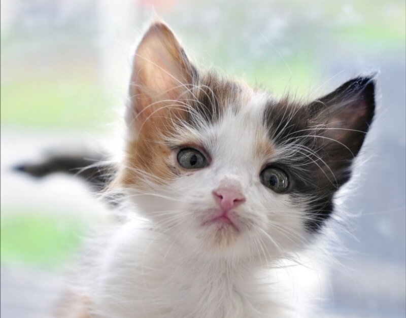 Calico Kitten — White, Innocent, Photograph