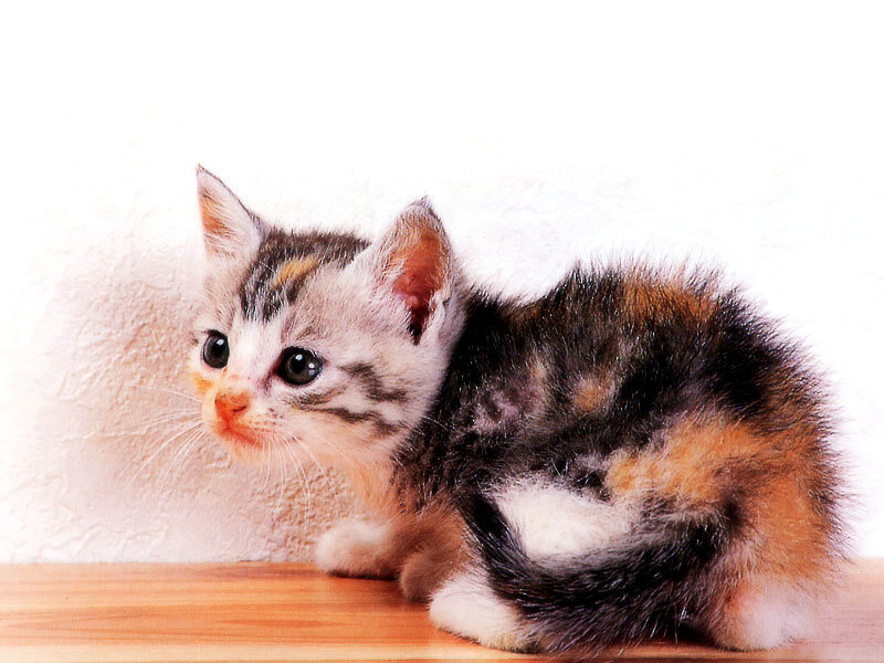 Calico Kitten — White, Innocent