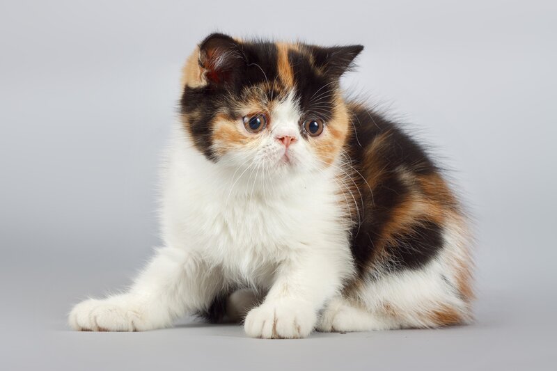 Calico Kitten — White, Neutral