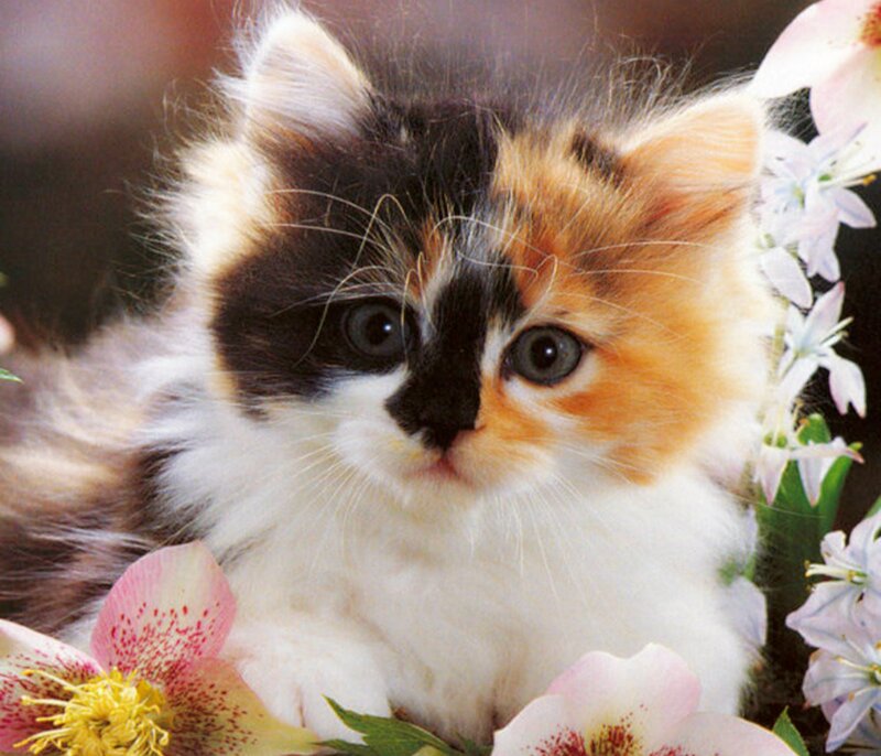 Calico Kitten — White, Peaceful