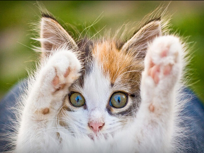 Calico Kitten — White, Playful