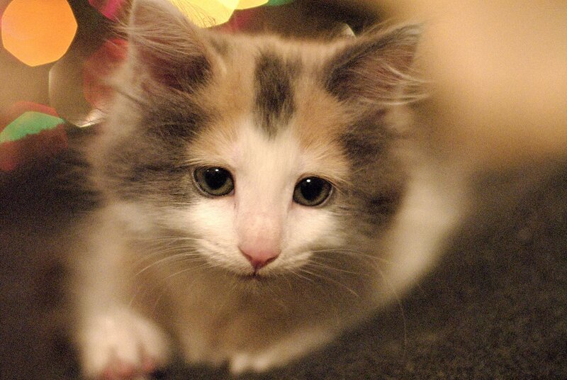 Calico Kitten — White
