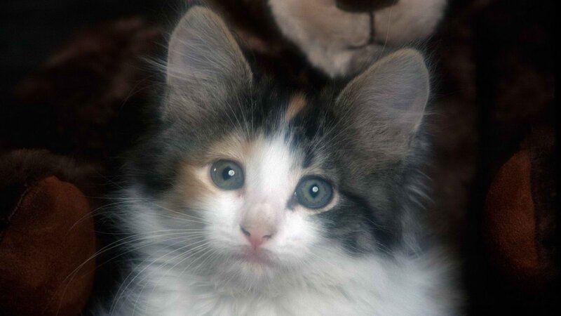 calico kitten with blue eyes