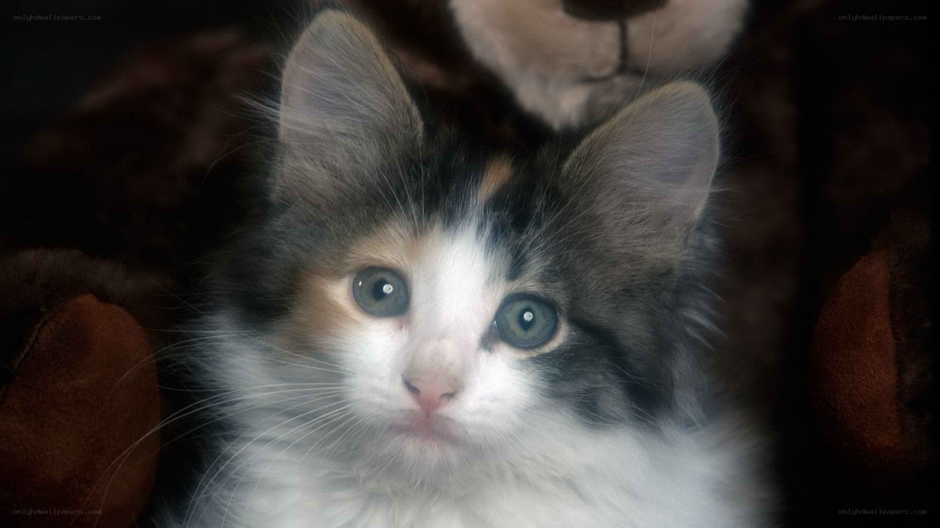 calico kitten with blue eyes