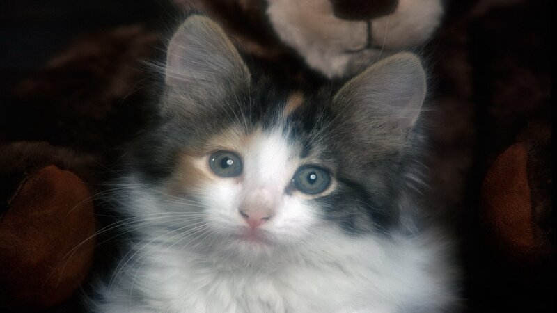 calico kitten with blue eyes