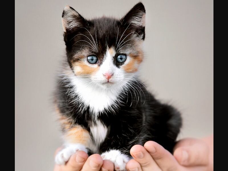 Calico Kitten with Blue Eyes — Black, Innocent