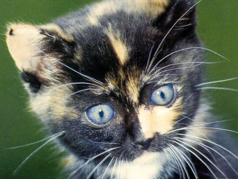 Calico Kitten with Blue Eyes — Black