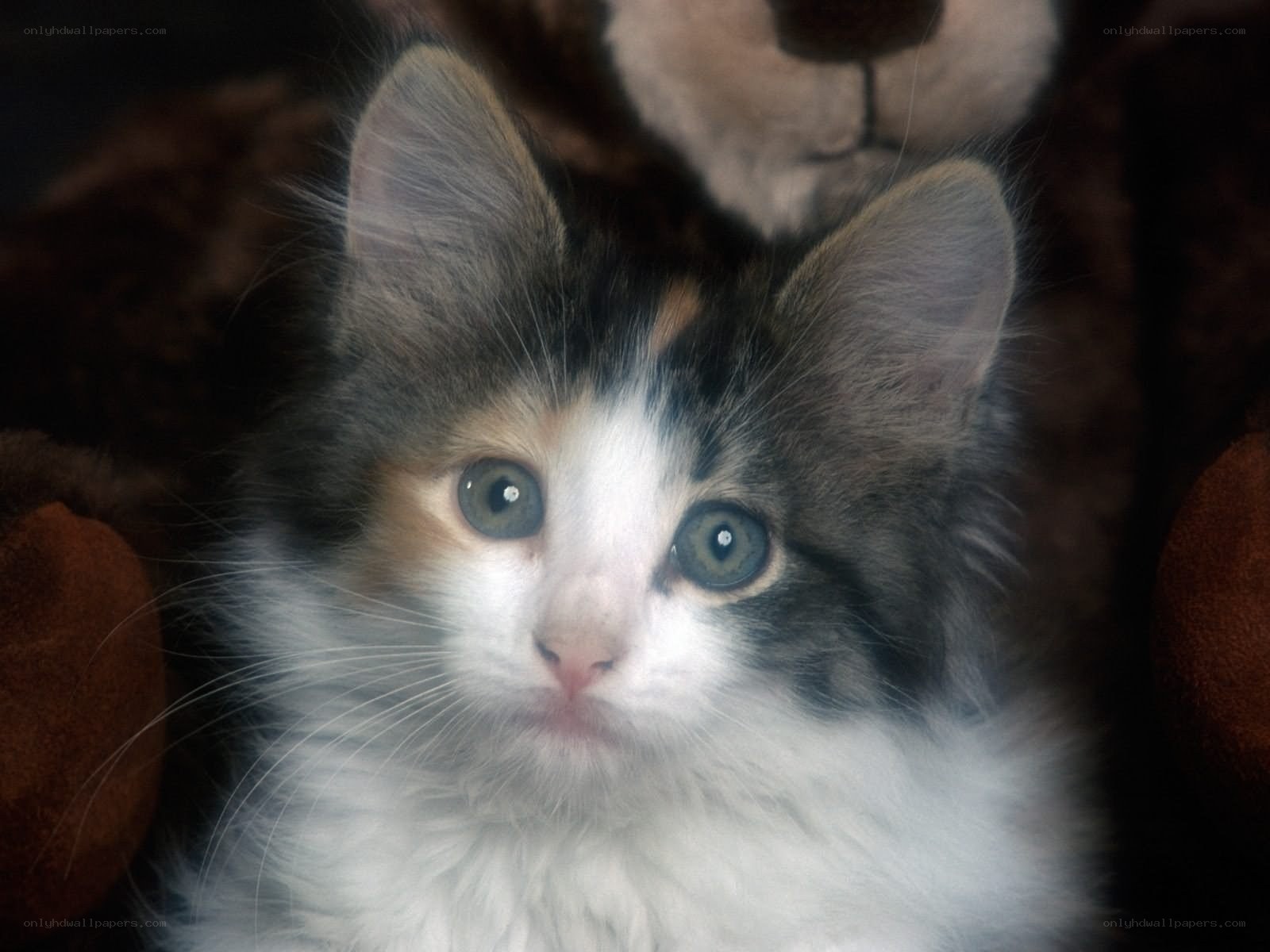 calico kitten with blue eyes