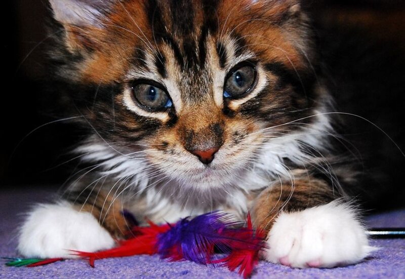 Calico Kitten with Feathers