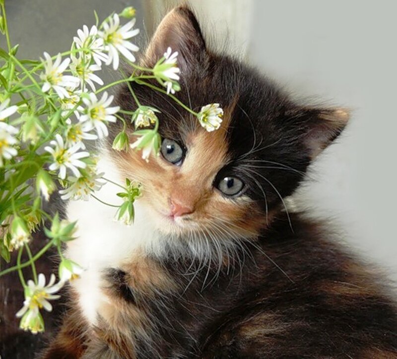 Calico Kitten with Flowers — Brown