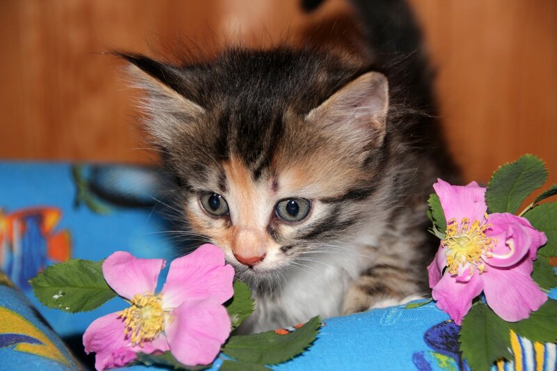 Calico Kitten with Flowers — Pink, Curious