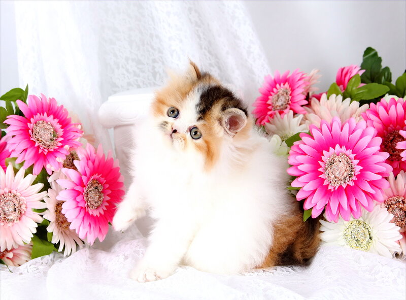 Calico Kitten with Flowers — Pink