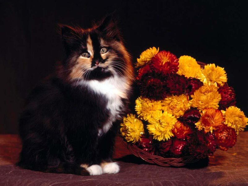 Calico Kitten with Flowers