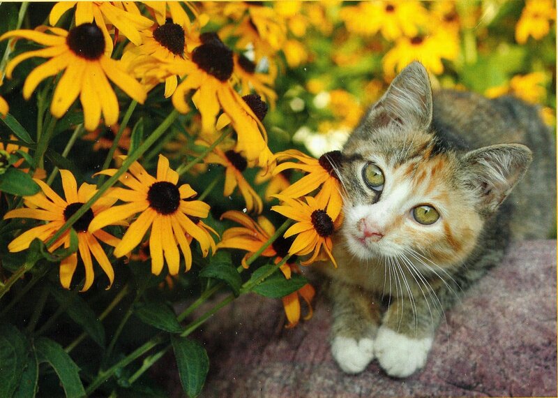 Calico Kitten with Flowers — Yellow