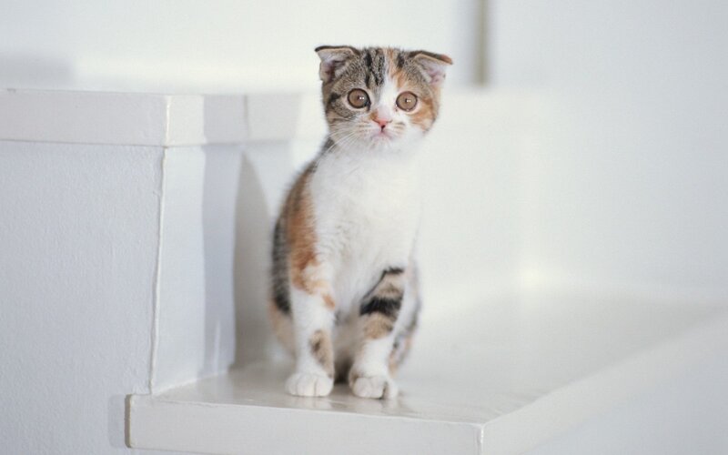 Calico Kitten with Folded Ears