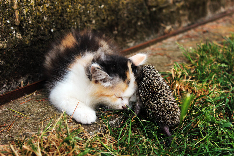 Calico Kitten with Hedgehog