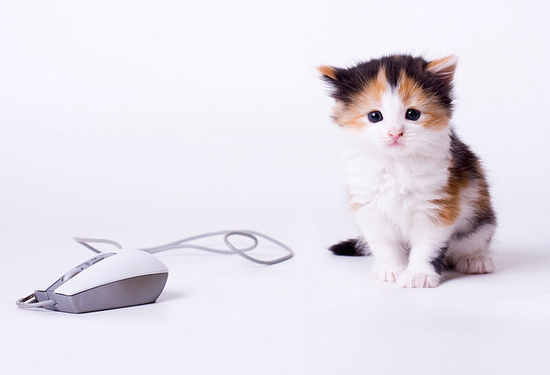 Calico Kitten with Mouse