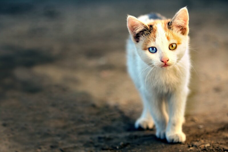 Calico Kitten with Odd Eyes