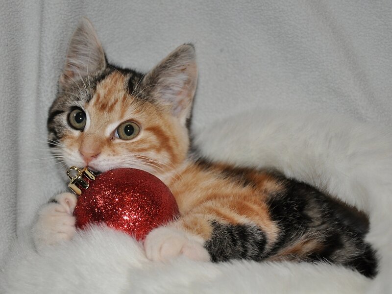 Calico Kitten with Ornament