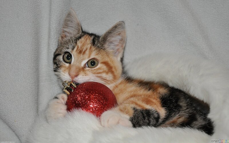 Calico Kitten with Ornament — White