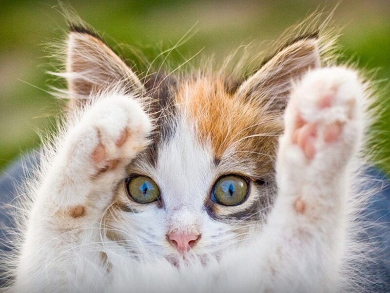 Calico Kitten with Paws Up