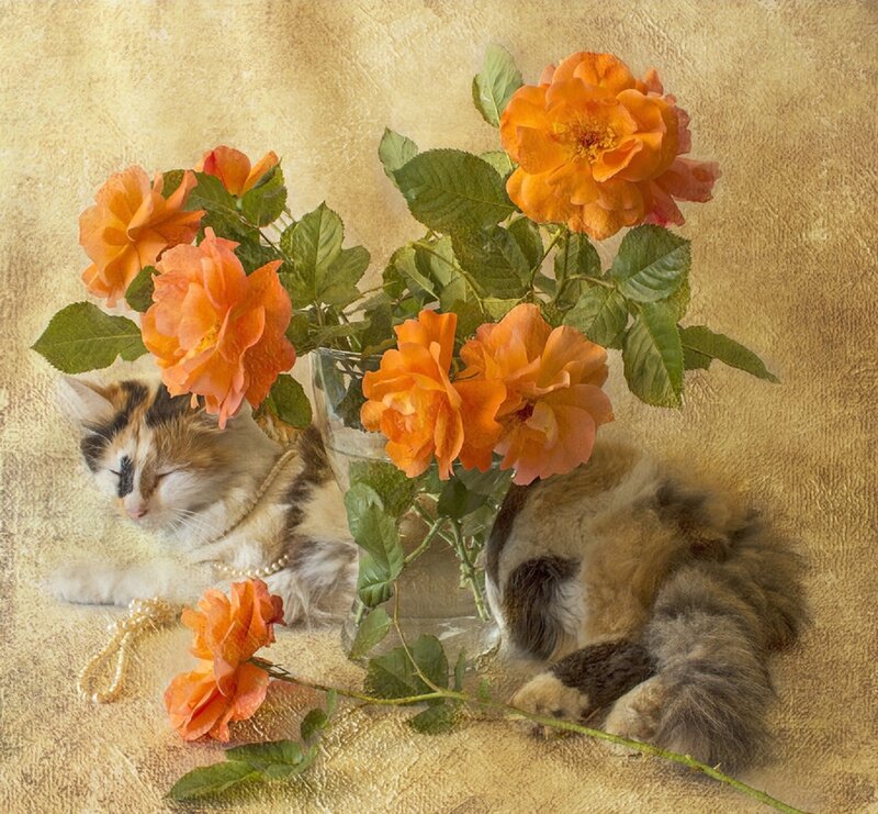 Calico Kitten with Roses