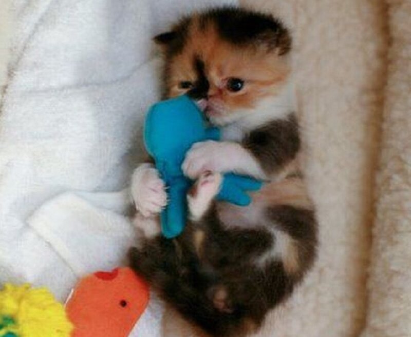 Calico Kitten with Toy