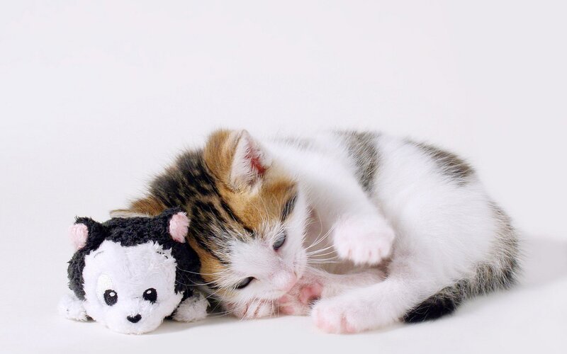 Calico Kitten with Toy — White