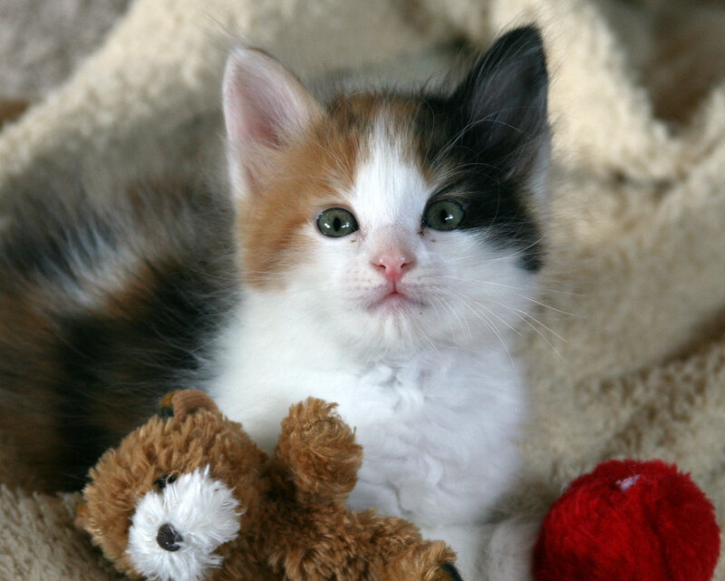 Calico Kitten with Toys