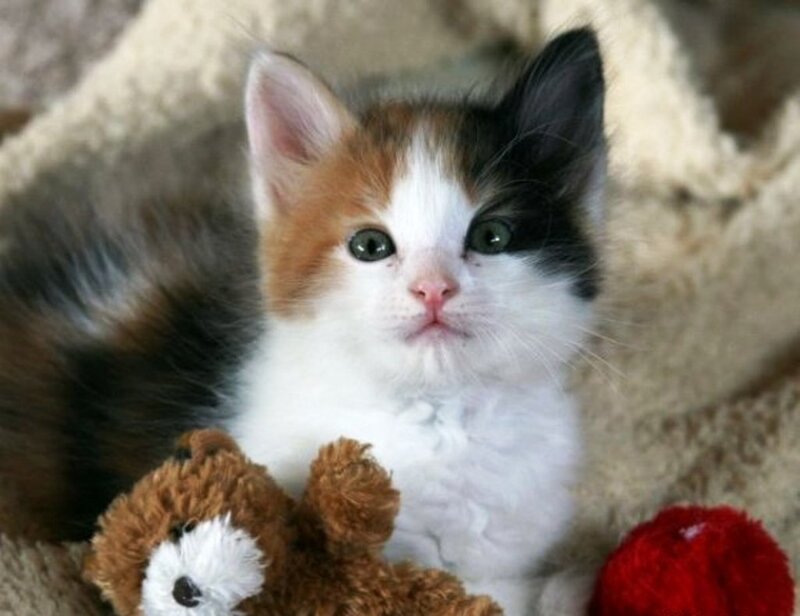 Calico Kitten with Toys — White