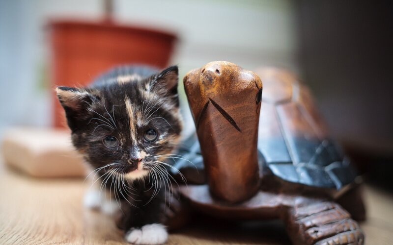 Calico Kitten with Turtle
