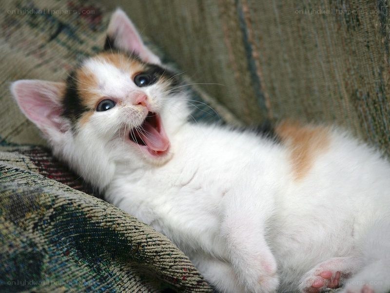 calico kitten yawning