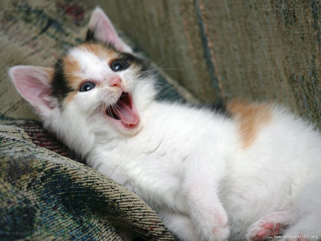 calico kitten yawning