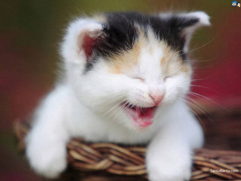 Calico Kitten Yawning — White, Peaceful, Photograph, Basket, Whiskers