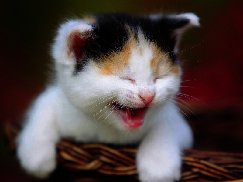 Calico Kitten Yawning — White, Peaceful, Photograph