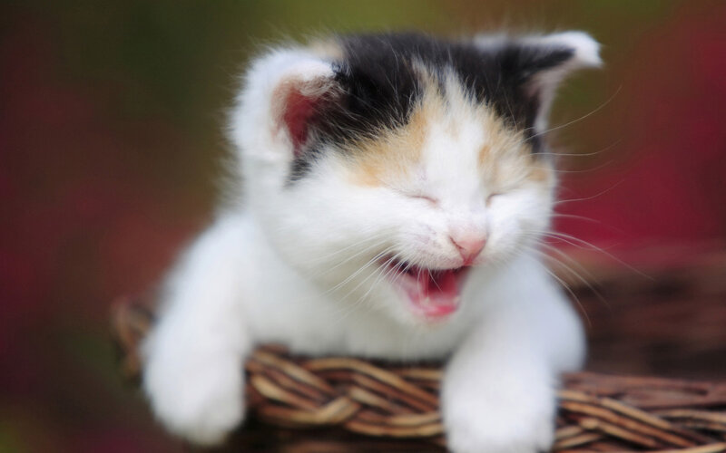 Calico Kitten Yawning — White, Peaceful