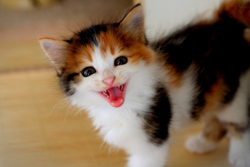 Calico Kitten Yawning — White, Playful