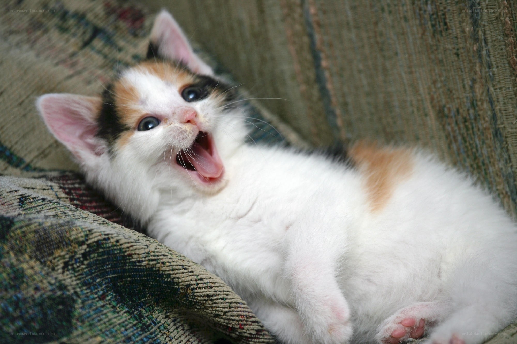 calico kitten yawning