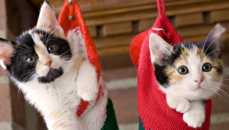 Calico Kittens in Stockings — Red, Playful