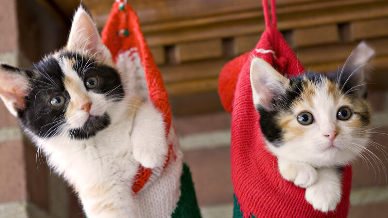 Calico Kittens in Stockings