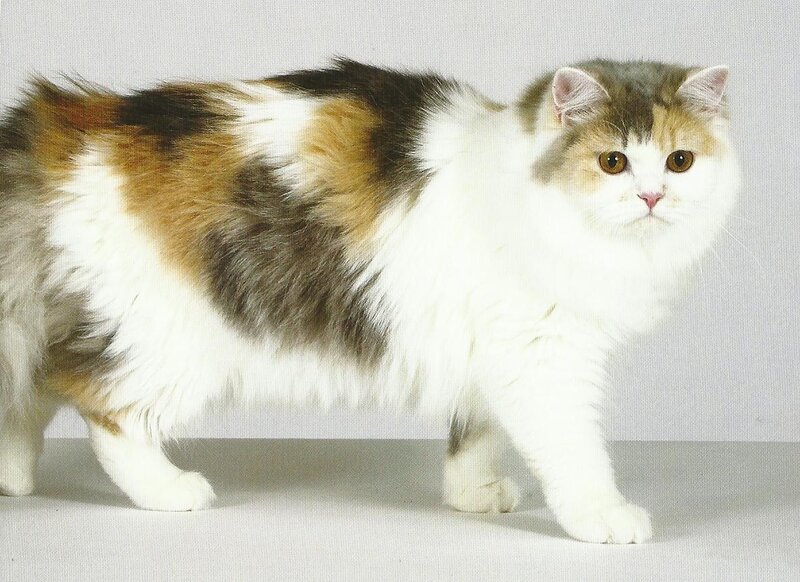 Calico Longhair Cat