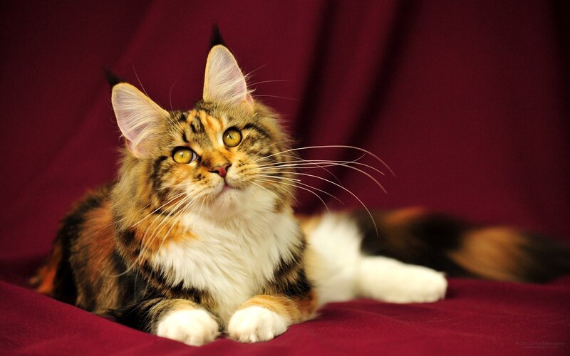 Calico Maine Coon Cat